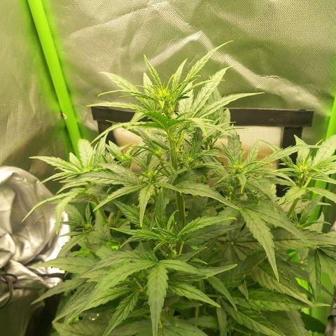 Epsilon F1  growlog timeline photo
