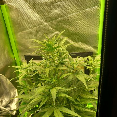 Epsilon F1  growlog timeline photo