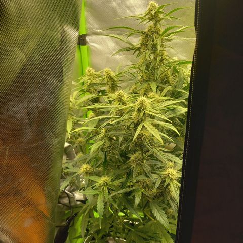 Epsilon F1  growlog timeline photo