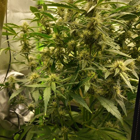 Epsilon F1  growlog timeline photo