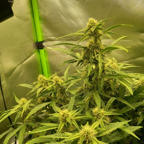 Epsilon F1  growlog timeline photo