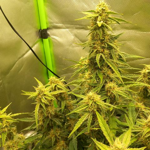 Epsilon F1  growlog timeline photo