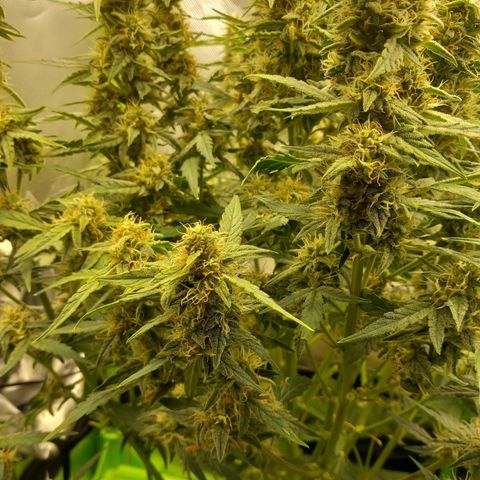Epsilon F1  growlog timeline photo