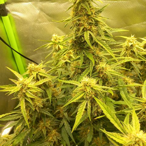 Epsilon F1  growlog timeline photo