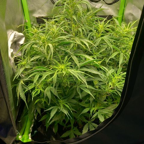 NYC Sour Diesel  growlog timeline photo