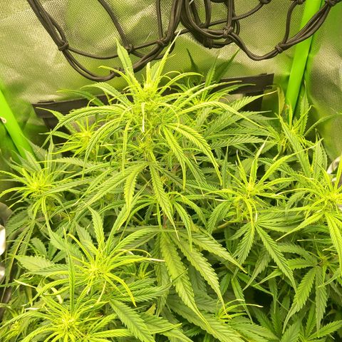 NYC Sour Diesel  growlog timeline photo