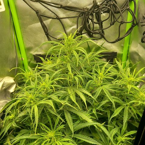 NYC Sour Diesel  growlog timeline photo