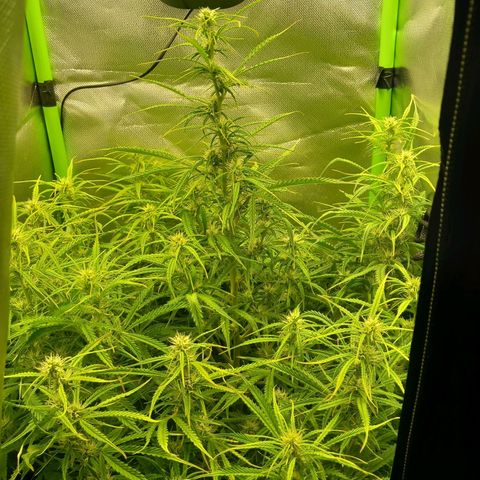 NYC Sour Diesel  growlog timeline photo