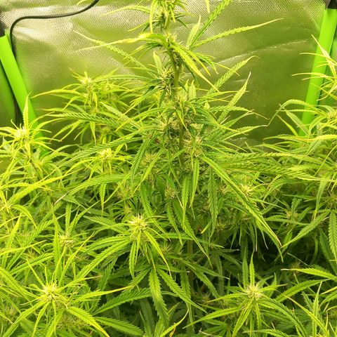 NYC Sour Diesel  growlog timeline photo