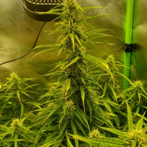 NYC Sour Diesel  growlog timeline photo