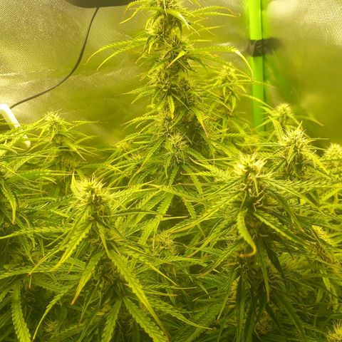 NYC Sour Diesel  growlog timeline photo