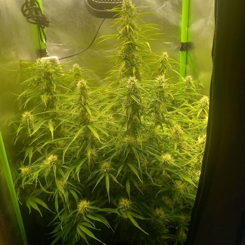NYC Sour Diesel  growlog timeline photo