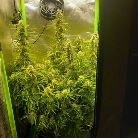 NYC Sour Diesel  growlog timeline photo