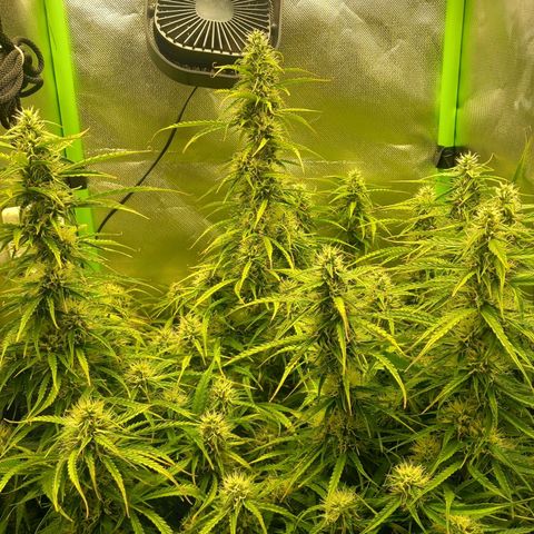 NYC Sour Diesel  growlog timeline photo