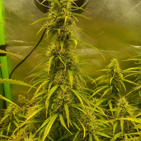 NYC Sour Diesel  growlog timeline photo