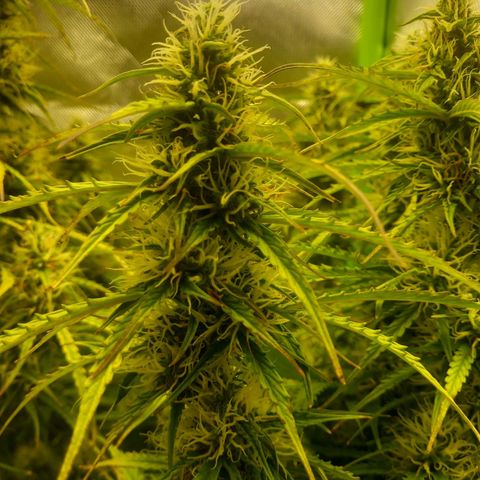 NYC Sour Diesel  growlog timeline photo