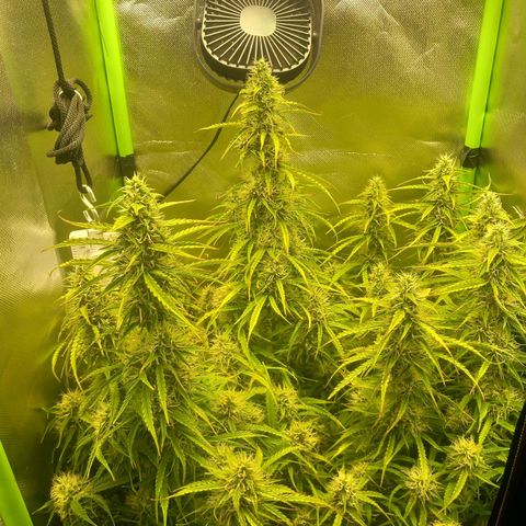 NYC Sour Diesel  growlog timeline photo