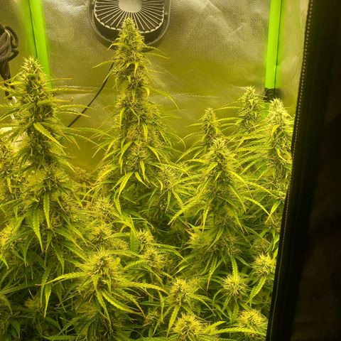NYC Sour Diesel  growlog timeline photo