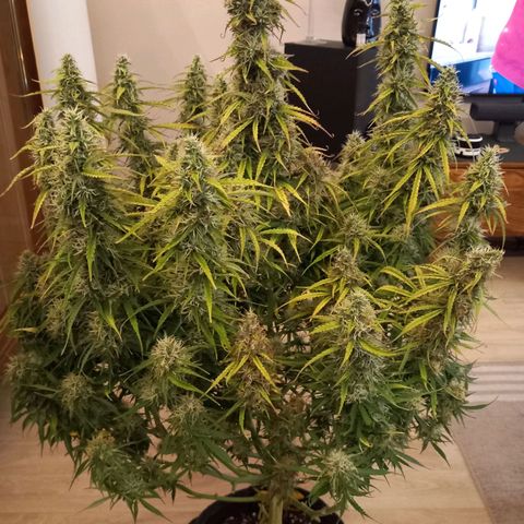 NYC Sour Diesel  growlog timeline photo