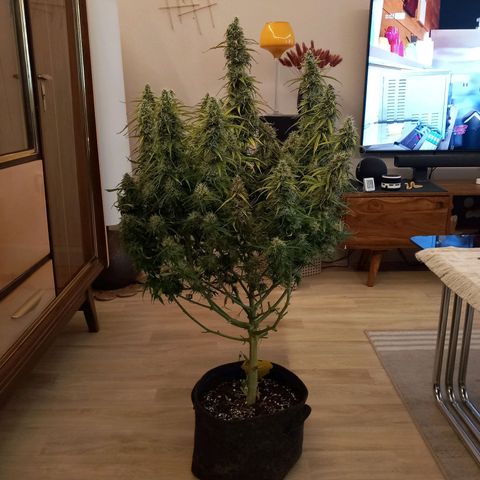 NYC Sour Diesel  growlog timeline photo