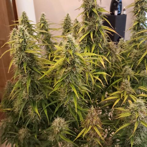 NYC Sour Diesel  growlog timeline photo