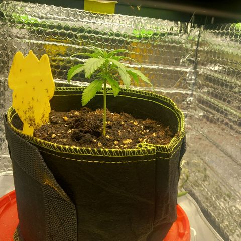 Epsilon growlog timeline photo