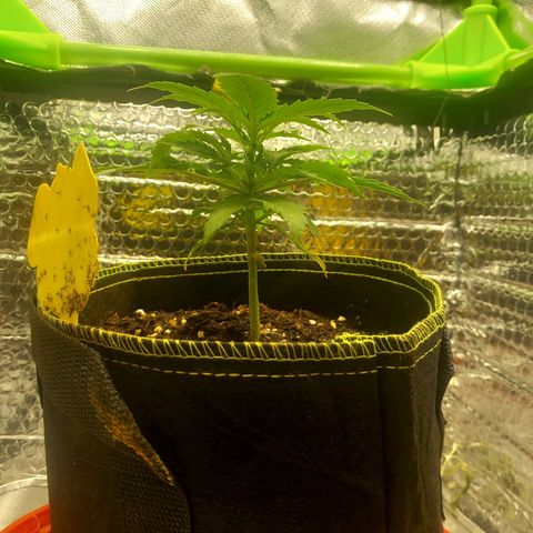 Epsilon growlog timeline photo