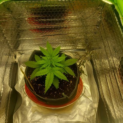 Epsilon growlog timeline photo