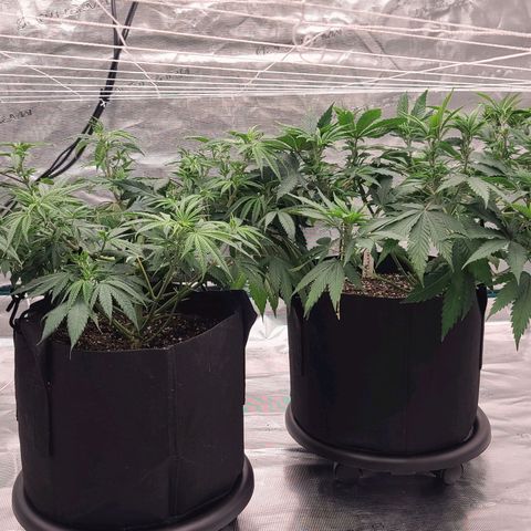 Apple Cinnemon Crumble 2 growlog timeline photo