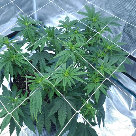 Chanel #6 growlog timeline photo
