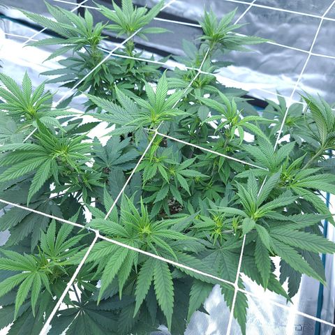 Chanel #6 growlog timeline photo