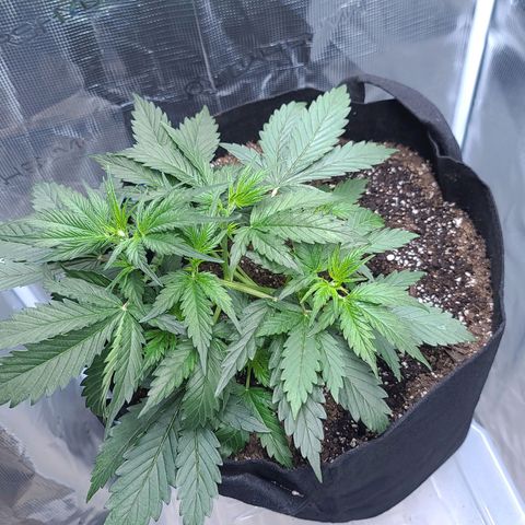 Watermelon Zkittlez Auto growlog timeline photo