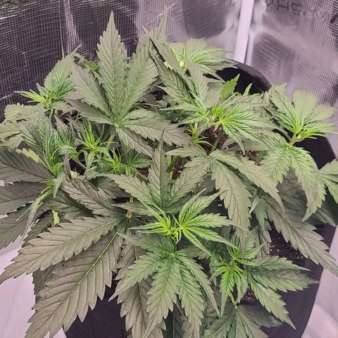 Watermelon Zkittlez Auto growlog timeline photo