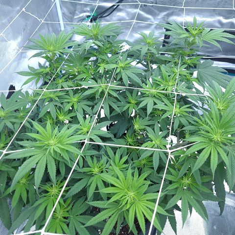 Chanel #6 growlog timeline photo