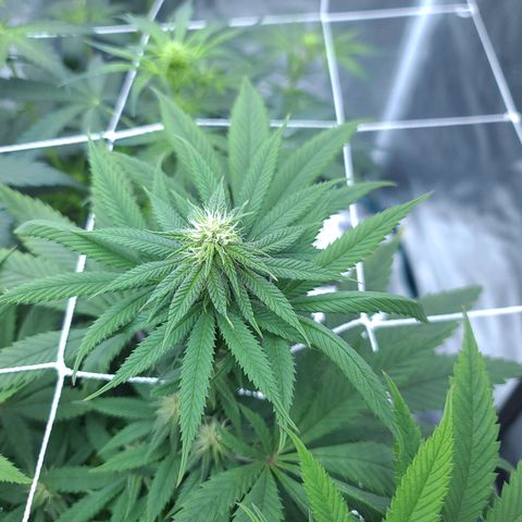 Chanel #6 growlog timeline photo