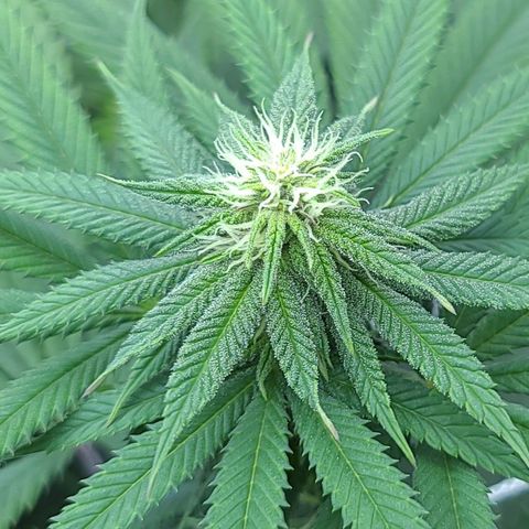 Chanel #6 growlog timeline photo