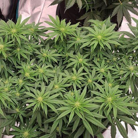 Apple Cinnemon Crumble 2 growlog timeline photo