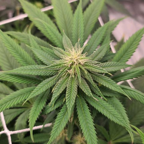 Chanel #6 growlog timeline photo