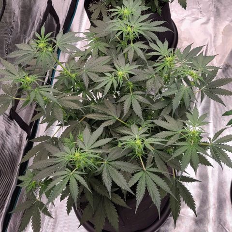 Watermelon Zkittlez Auto growlog timeline photo