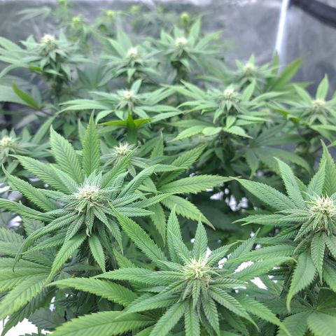 Chanel #6 growlog timeline photo