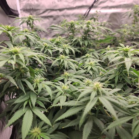 Apple Cinnemon Crumble 2 growlog timeline photo
