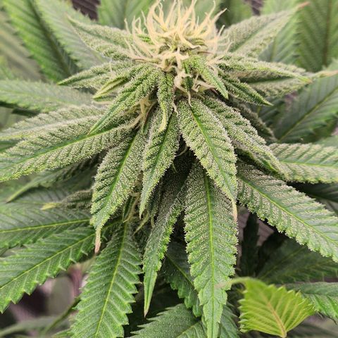 Chanel #6 growlog timeline photo