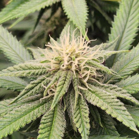 Chanel #6 growlog timeline photo
