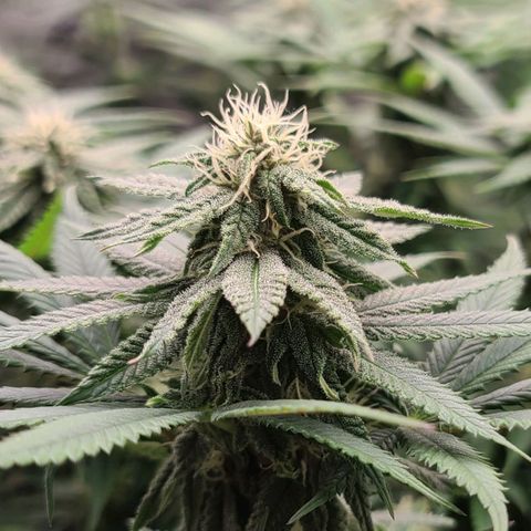 Chanel #6 growlog timeline photo