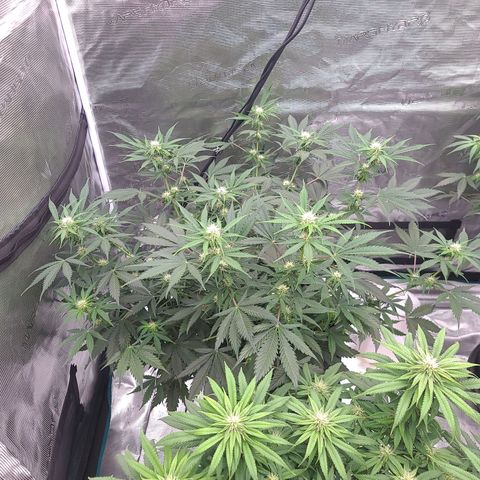 Watermelon Zkittlez Auto growlog timeline photo