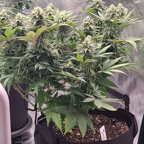 Chanel #6 growlog timeline photo