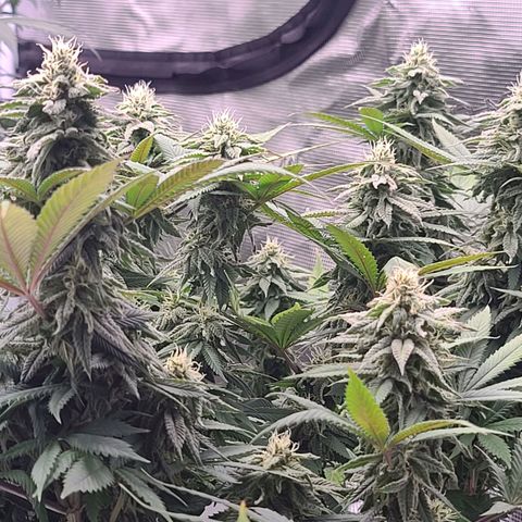 Chanel #6 growlog timeline photo