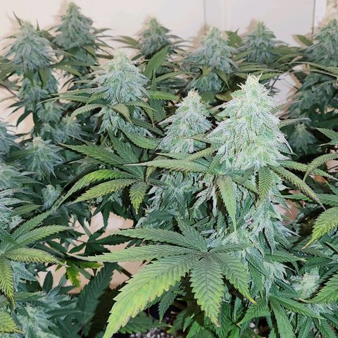 Chanel #6 growlog timeline photo