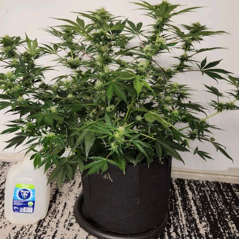 Watermelon Zkittlez Auto growlog timeline photo