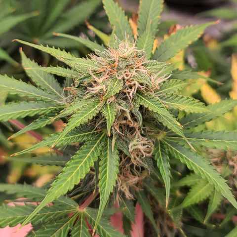 Watermelon Zkittlez Auto growlog timeline photo